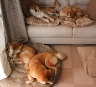 新加坡队赛制深度分析：如何提升赛制执行力，攻克强敌，新加坡赛制注重什么